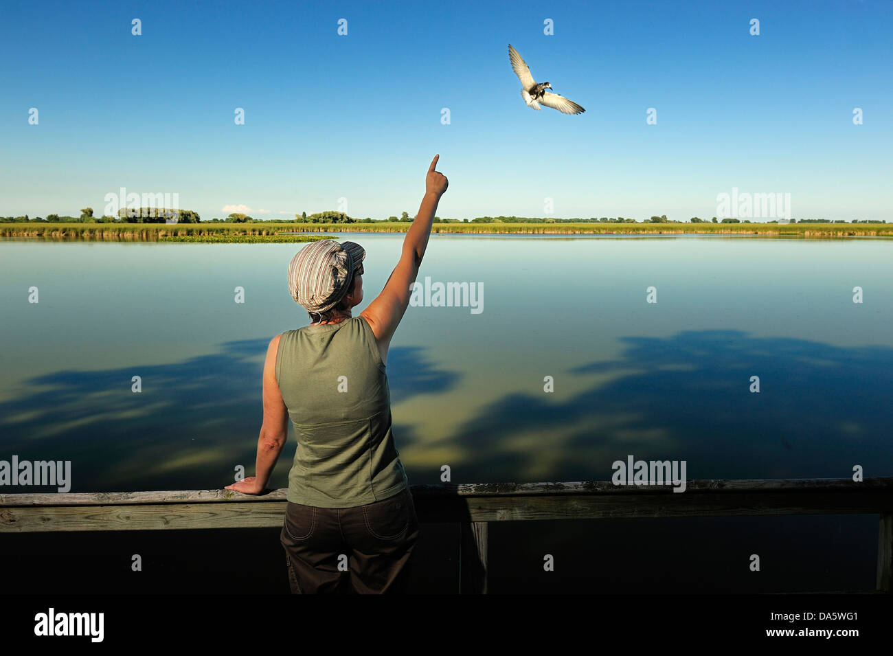 Femme, l'observation des oiseaux, bird watcher, Sanctuary Pond, Parc National de la Pointe-Pelée, Leamington, Ontario, Canada, oiseaux, Banque D'Images