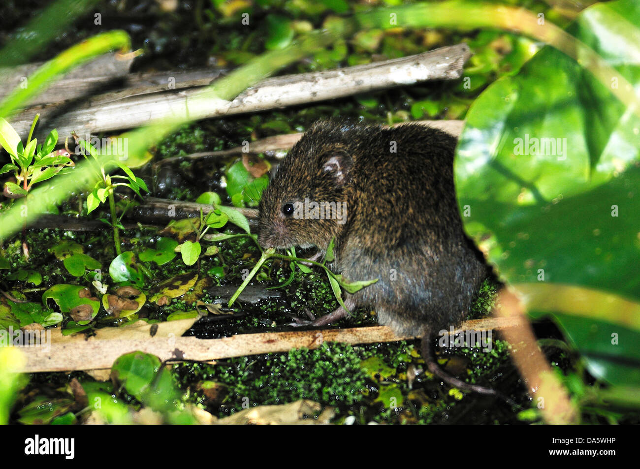 Rat, rongeur, Marais, marais, marécage, étang, sanctuaire du Parc National de la Pointe-Pelée, Leamington, Ontario, Canada,, Banque D'Images