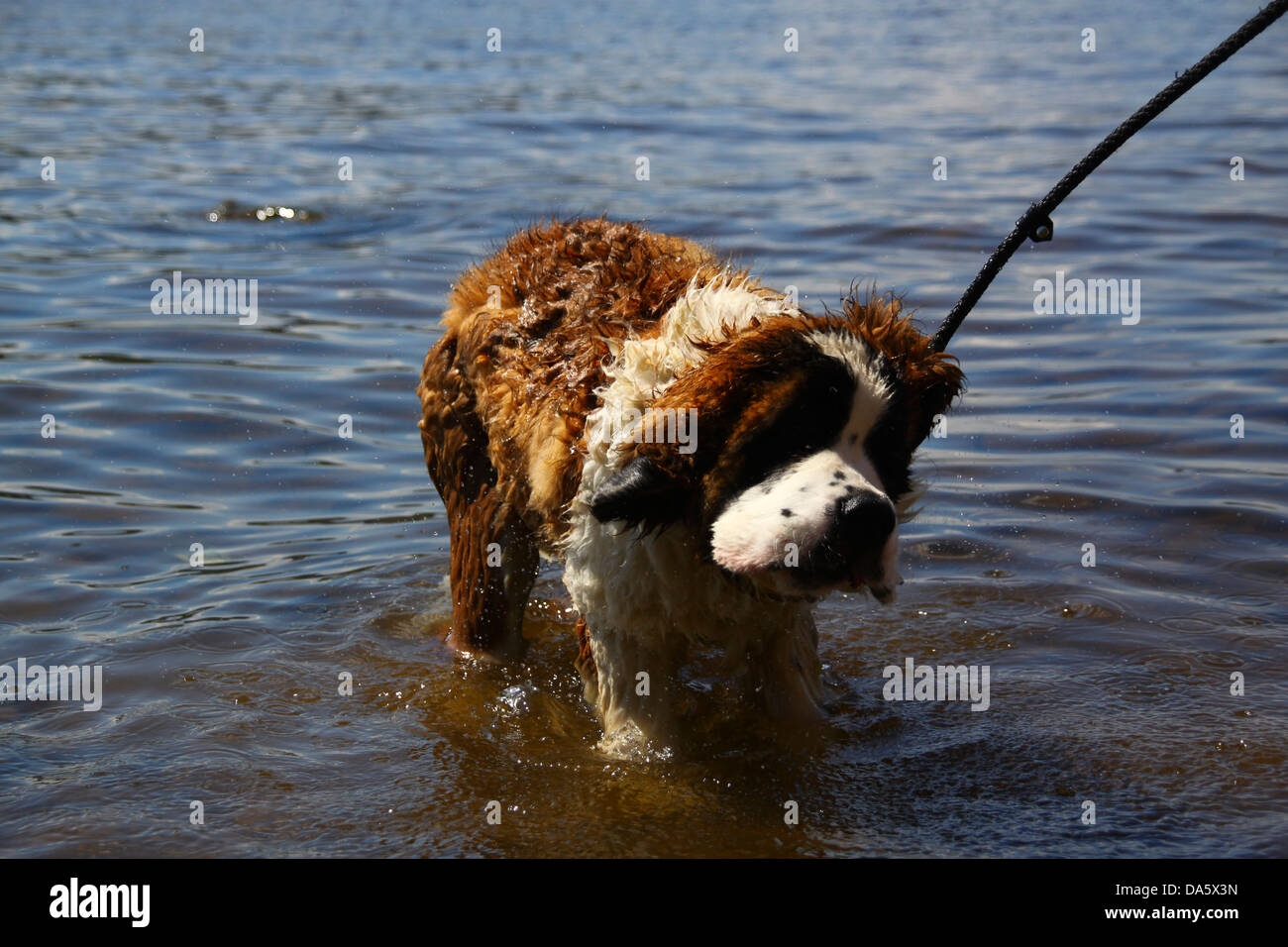 Chiot Saint Bernard secouer l'eau dans le lac Banque D'Images