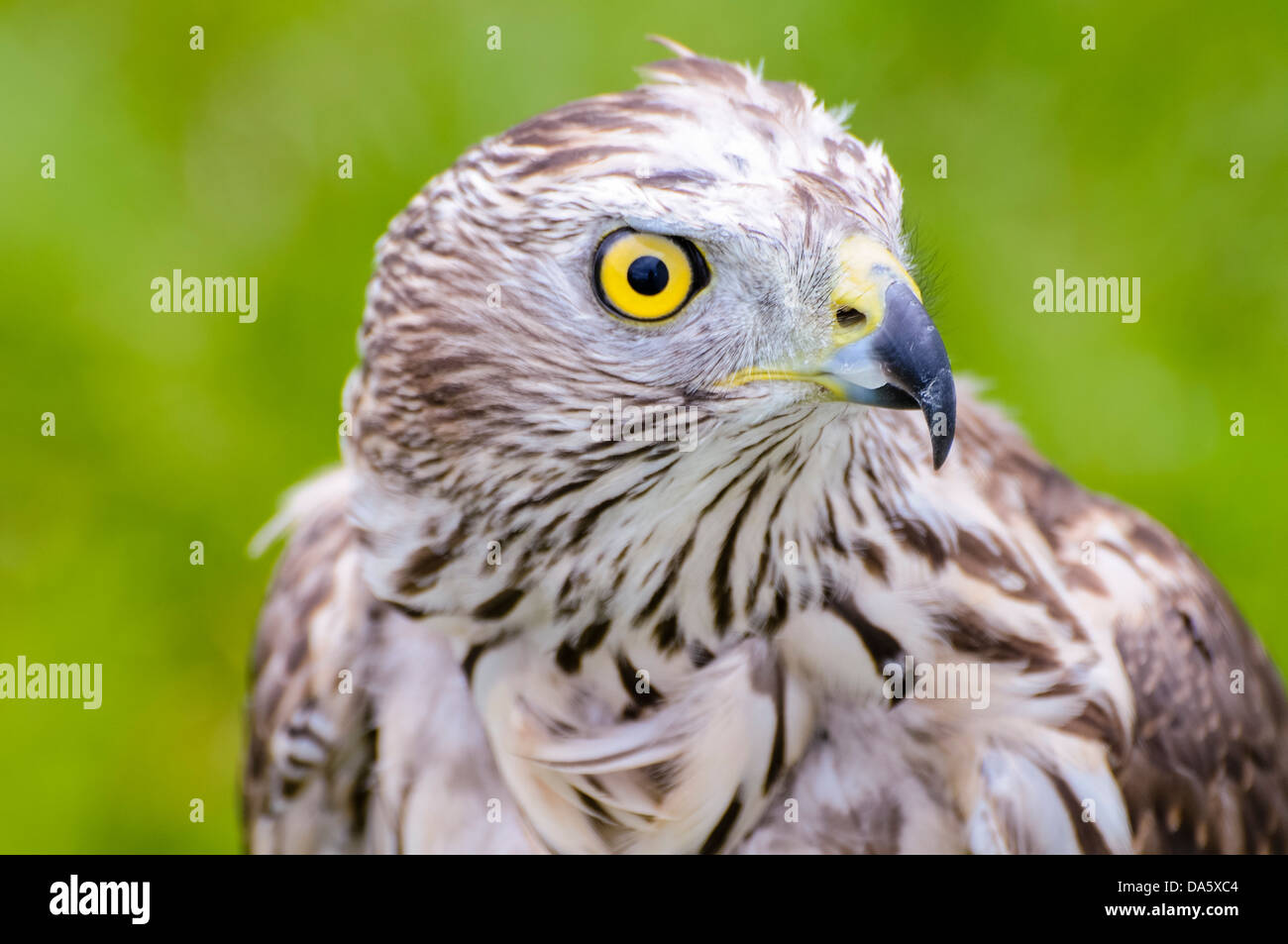 Accipiter gentilis, l'Autour des palombes Banque D'Images