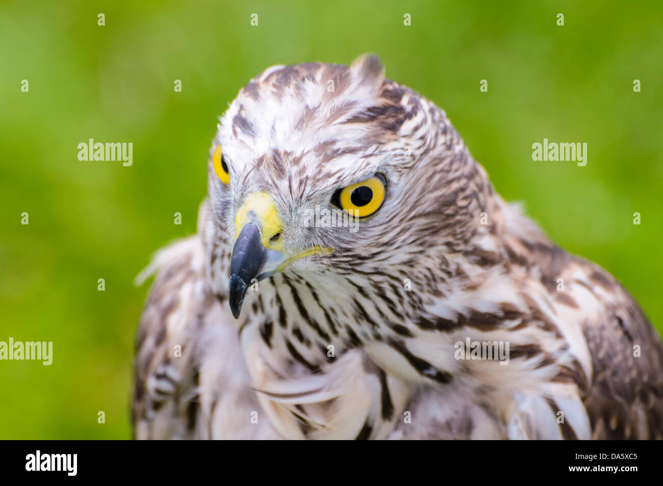 Accipiter gentilis, l'Autour des palombes Banque D'Images