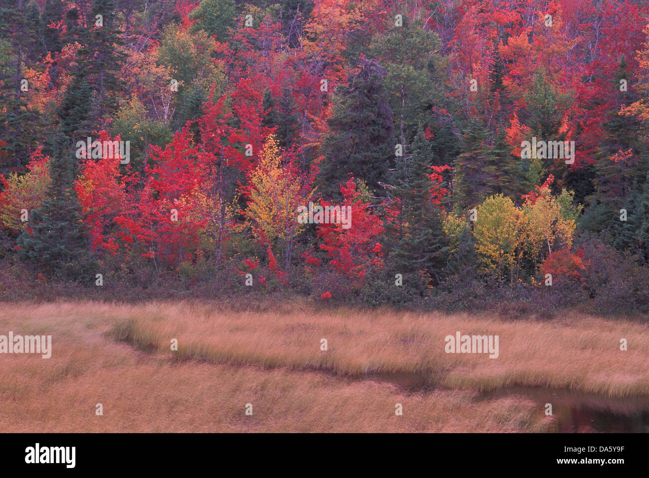 Grand Falls- Windsor, Terre-Neuve, Canada, à l'automne, des feuilles, des arbres, l'été, la mort, rivière, ruisseau, les feuilles, l'été indien Banque D'Images
