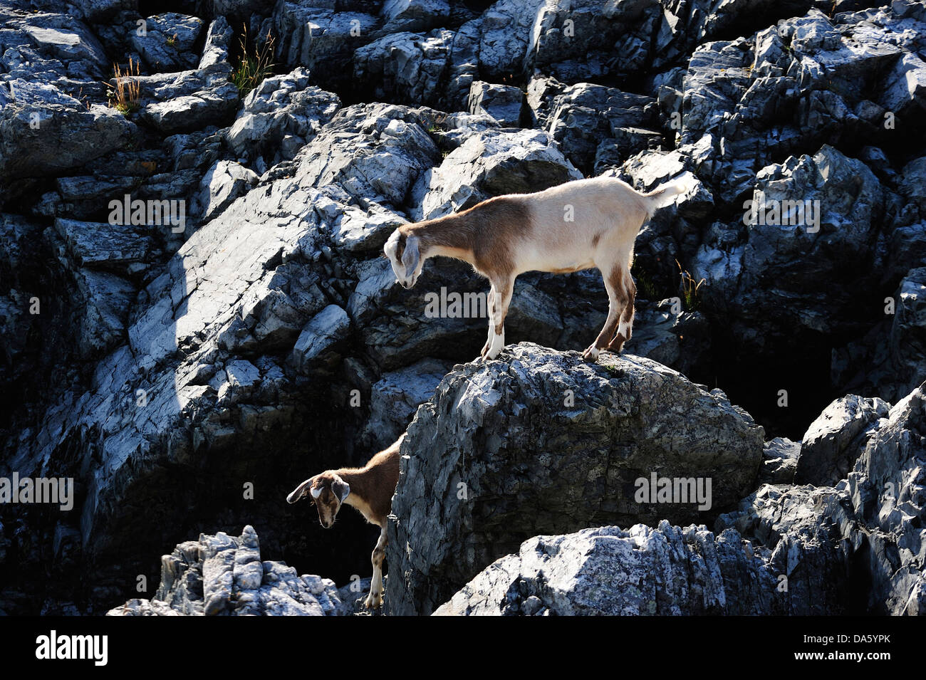 Les chèvres, les roches, les animaux, Bonavista, Terre-Neuve, Canada, Banque D'Images