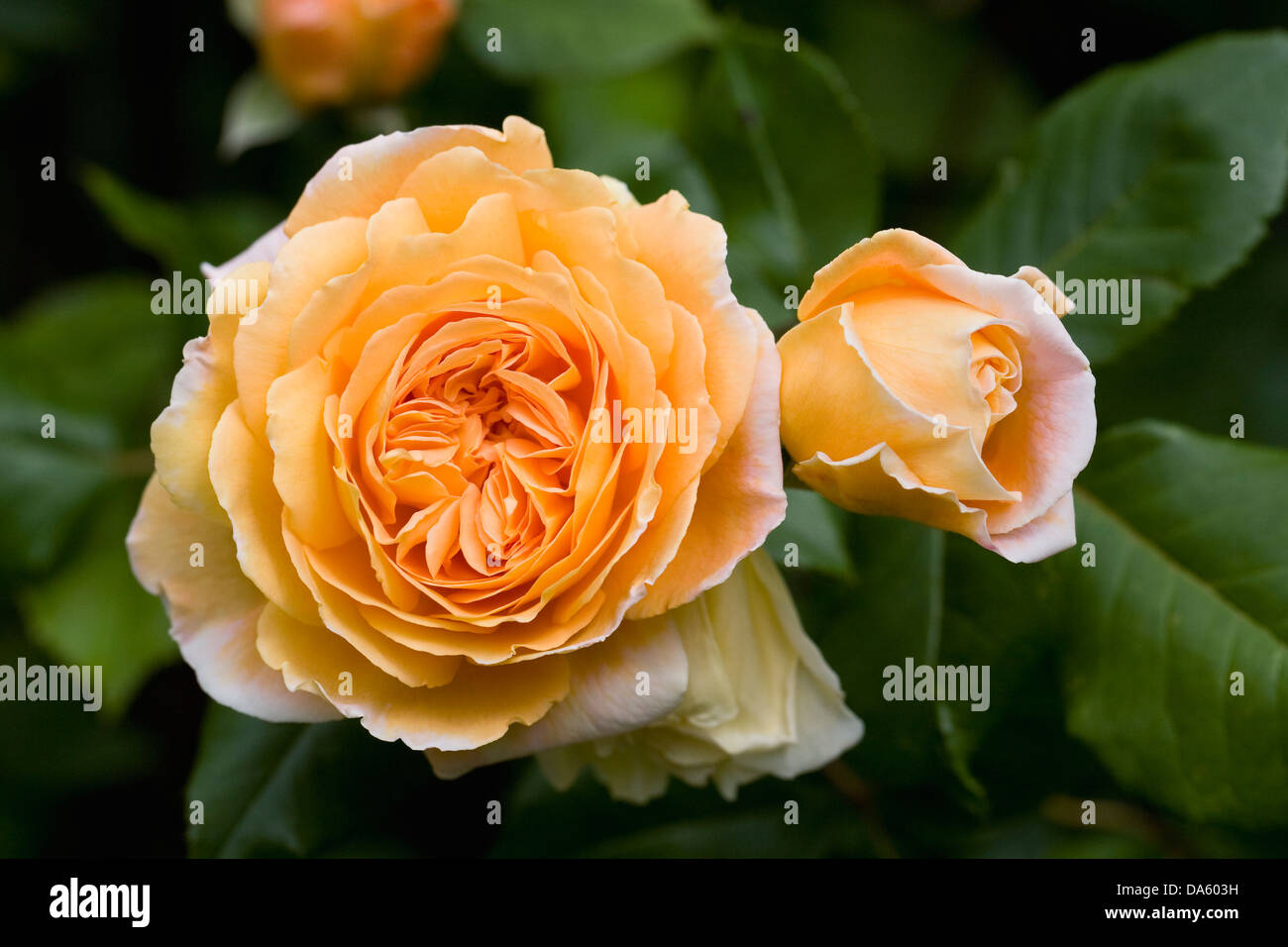 Rosa 'Crown Princess Margareta'. Rosier grimpant. Banque D'Images