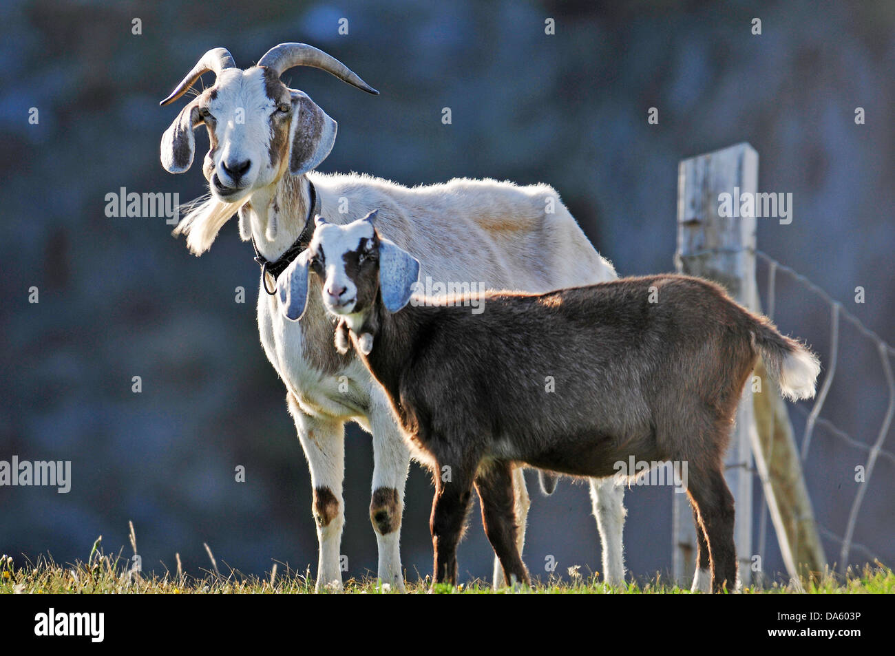 Les chèvres, les animaux, Bonavista, Terre-Neuve, Canada Banque D'Images