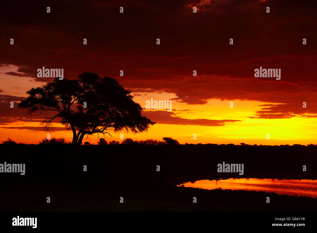 Au coucher du soleil, point d'Okaukuejo Etosha National Park, Namibie, Afrique Banque D'Images