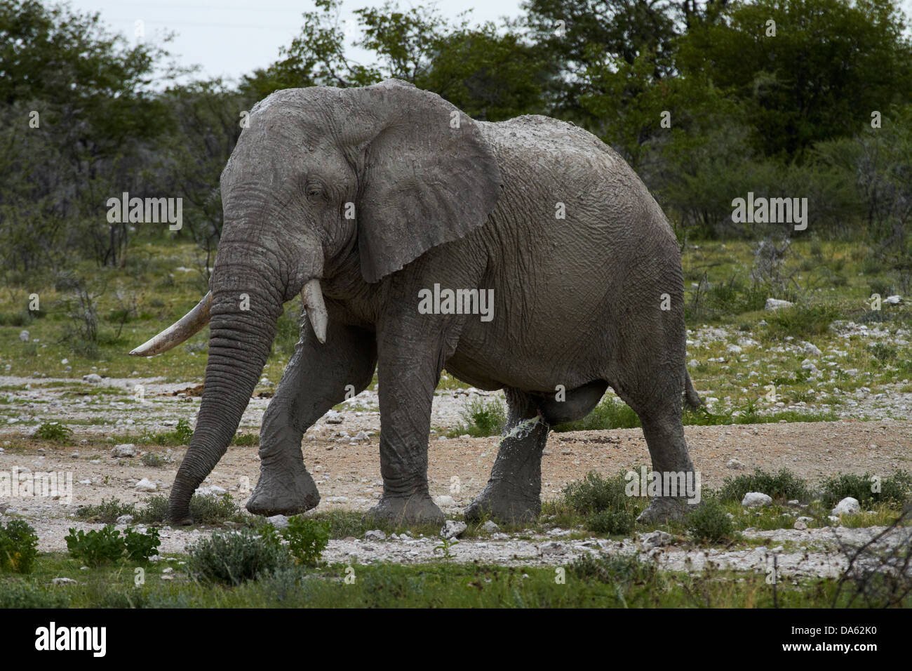 Elephant (Loxodonta africana), Etosha National Park, Namibie, Afrique Banque D'Images