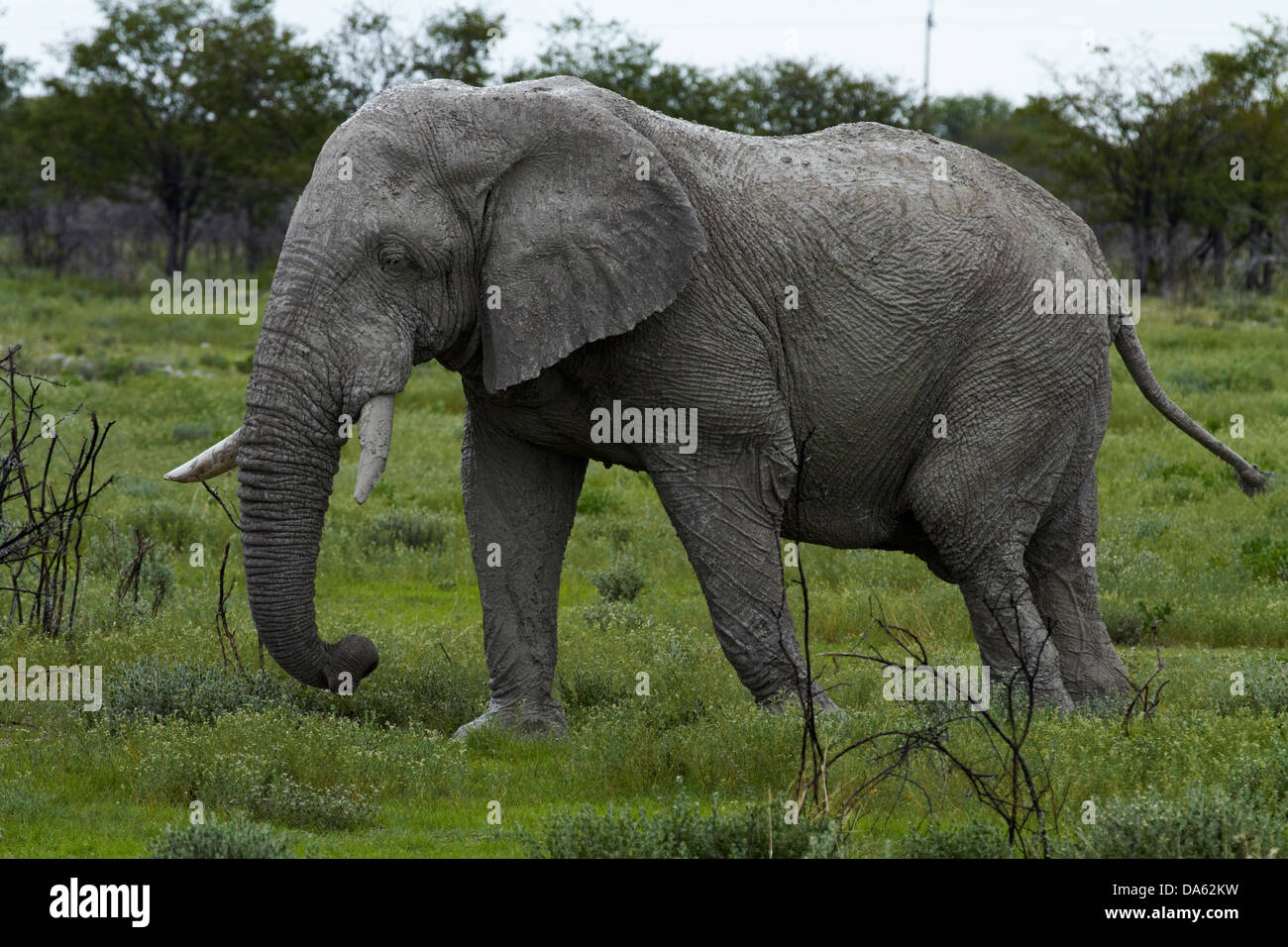 Elephant (Loxodonta africana), Etosha National Park, Namibie, Afrique Banque D'Images