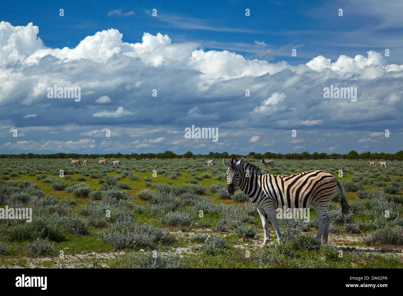 Le zèbre de Burchell (Equus quagga burchellii ), Etosha National Park, Namibie, Afrique Banque D'Images