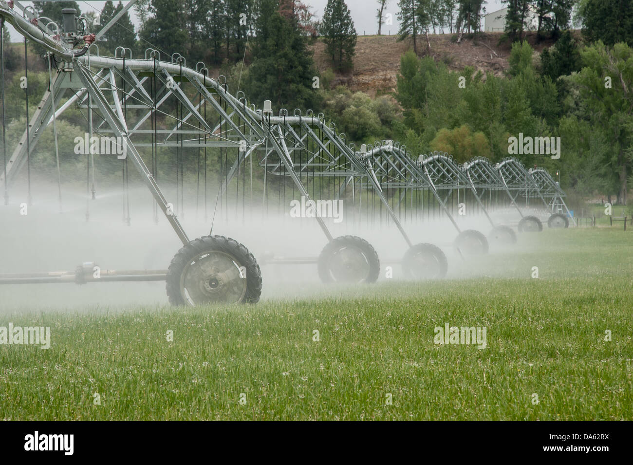 Sprinkleur mécanique de l'eau dans un champ dans l'ouest du Montana. Banque D'Images