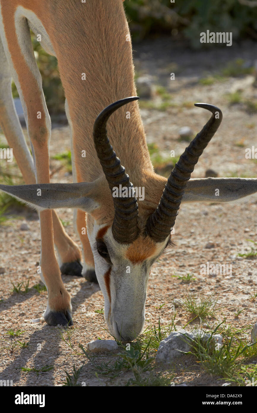 Antidorcas marsupialis springbok, ( ), Etosha National Park, Namibie, Afrique Banque D'Images