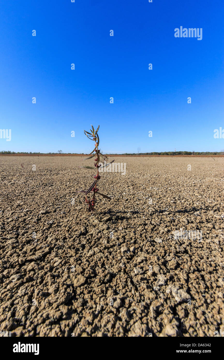 Séché, la sécheresse, lit à sec, le lac Texoma, usine, survie, survivant, Texas, tenace, USA, United States, Amérique, sec Banque D'Images