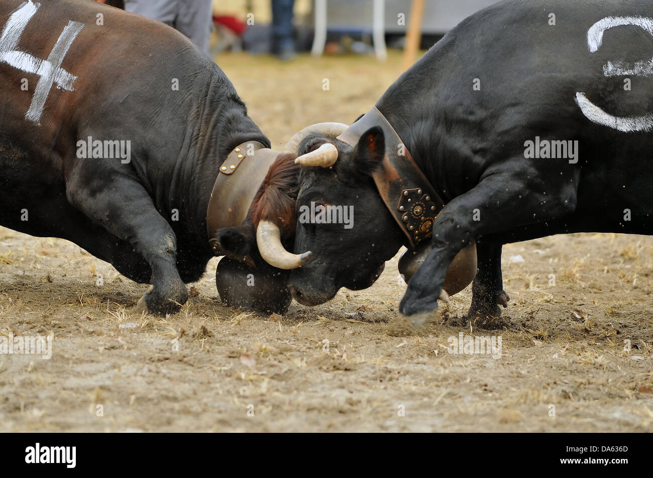 Deux vaches de combat choc tête dans le combat des reines Nendaz cow fighting championship à Nendaz, Suisse Banque D'Images