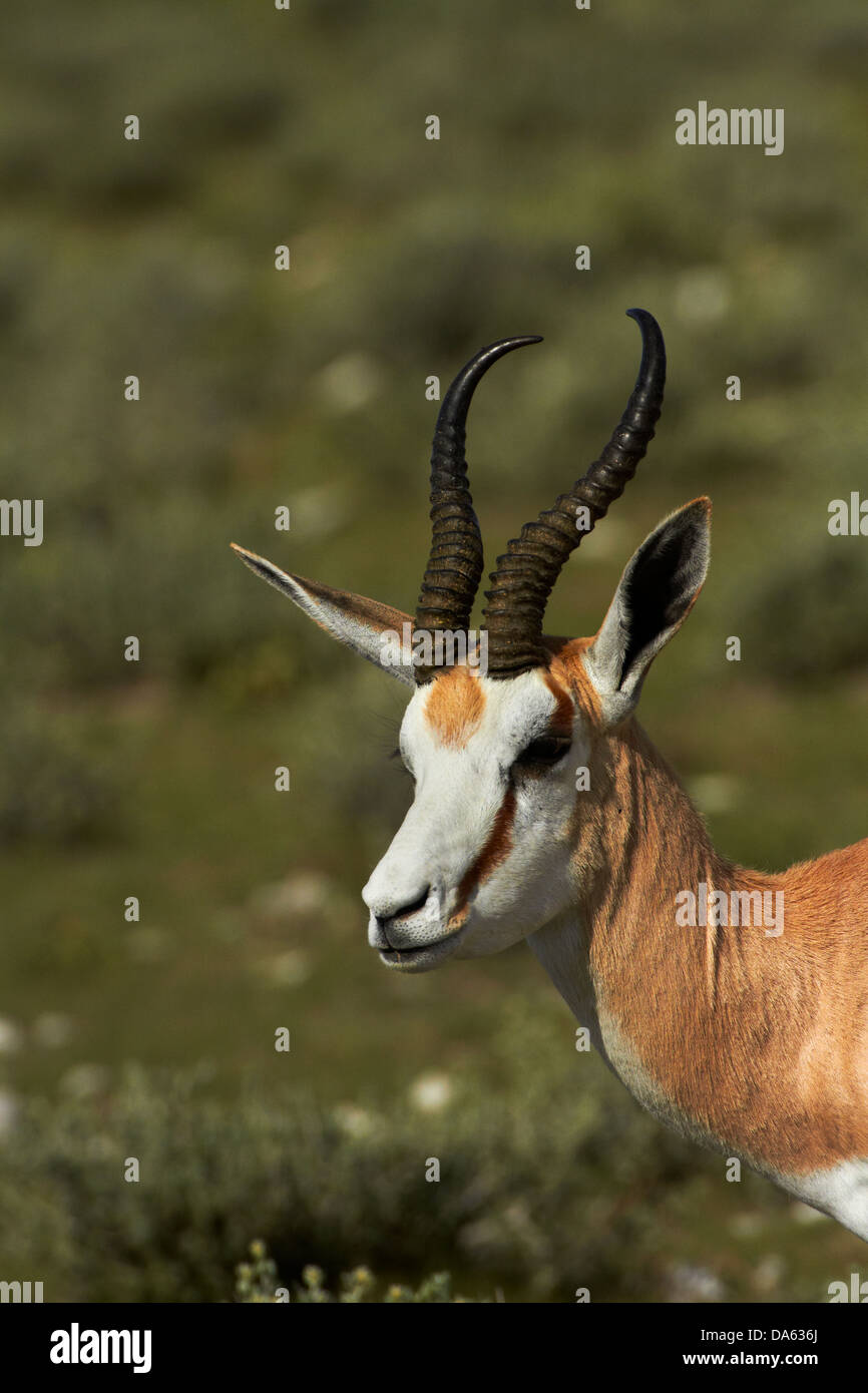 Antidorcas marsupialis springbok, ( ), Etosha National Park, Namibie, Afrique Banque D'Images