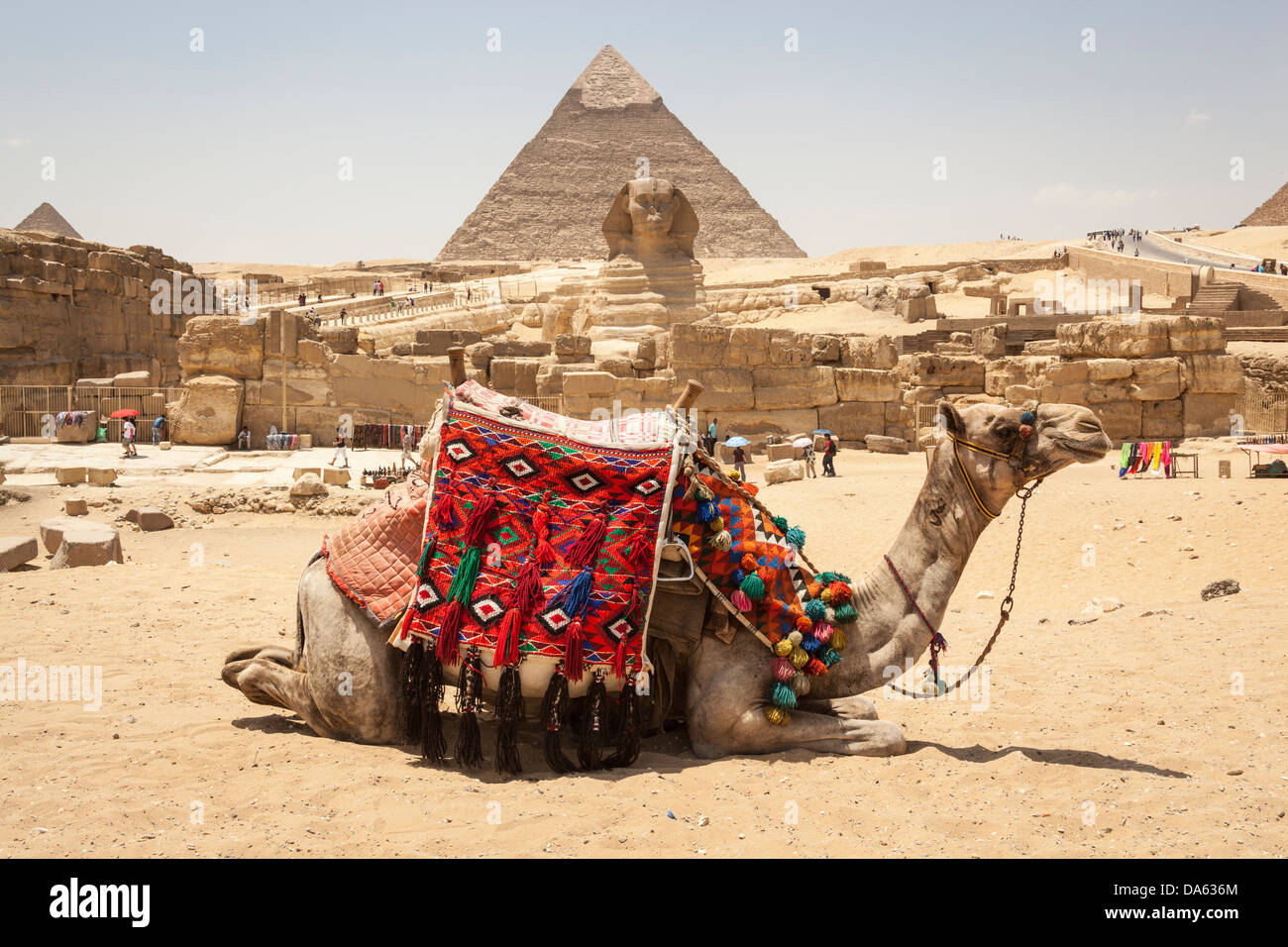 Camel en avant du grand Sphinx et pyramide de Khafré, également connu sous le nom de pyramide de Khéphren, Giza, Le Caire, Egypte Banque D'Images