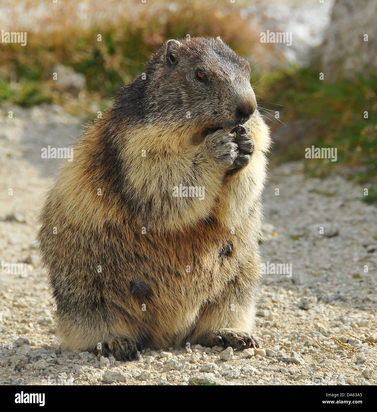 Une marmotte de l'européenne, un membre de la famille de spermophile, assis sur ses hanches et à manger très mignons Banque D'Images