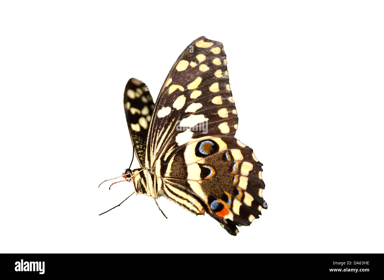 Le Citrus Swallowtail butterfly, papilio, Caravaggio collier style necklace, à partir de l'Afrique sub-saharienne. Isolé sur un fond blanc. Banque D'Images