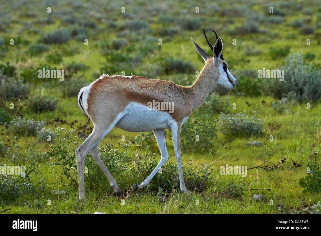 Antidorcas marsupialis springbok, ( ), Etosha National Park, Namibie, Afrique Banque D'Images
