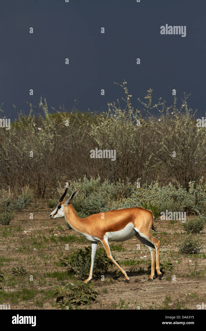 Antidorcas marsupialis springbok, ( ), et ciel orageux, Etosha National Park, Namibie, Afrique Banque D'Images