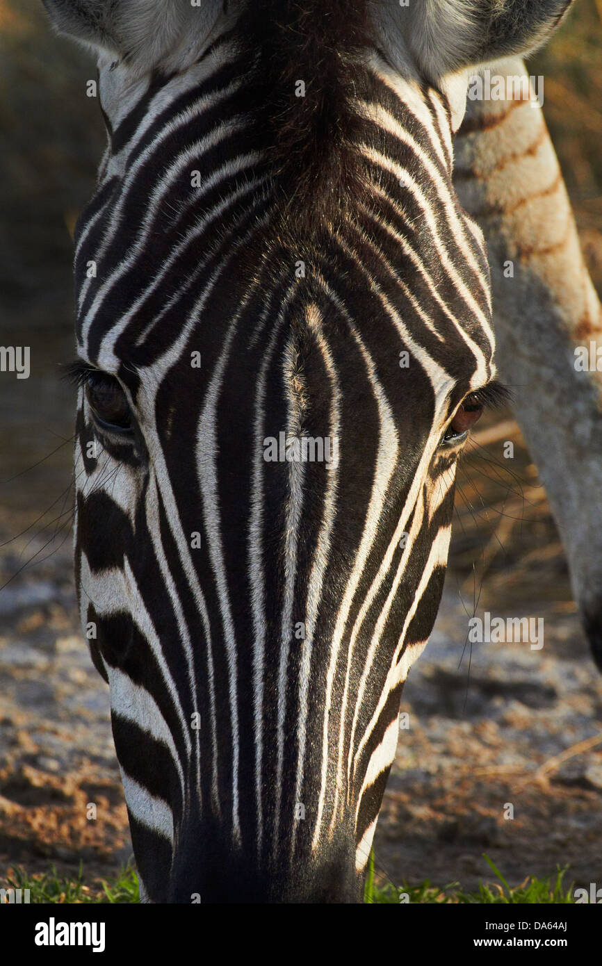 Le zèbre de Burchell (Equus quagga burchellii ), Etosha National Park, Namibie, Afrique Banque D'Images