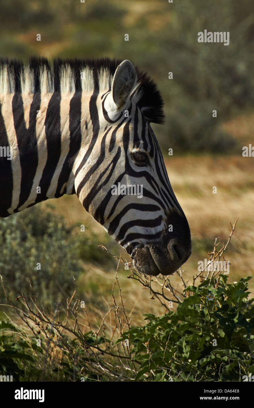 Le zèbre de Burchell (Equus quagga burchellii ), Etosha National Park, Namibie, Afrique Banque D'Images