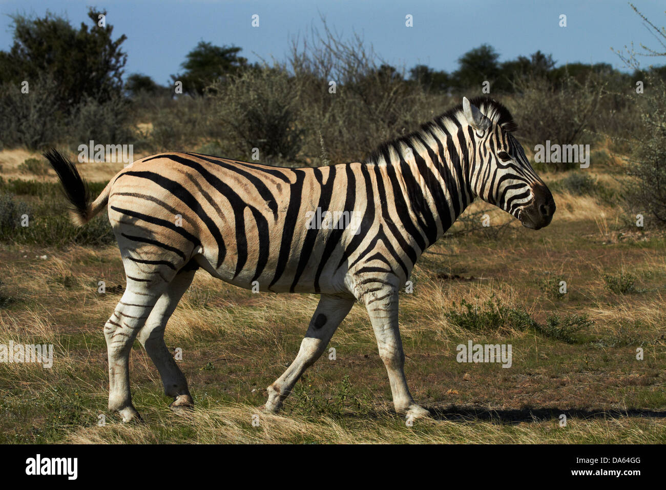 Le zèbre de Burchell (Equus quagga burchellii ), Etosha National Park, Namibie, Afrique Banque D'Images