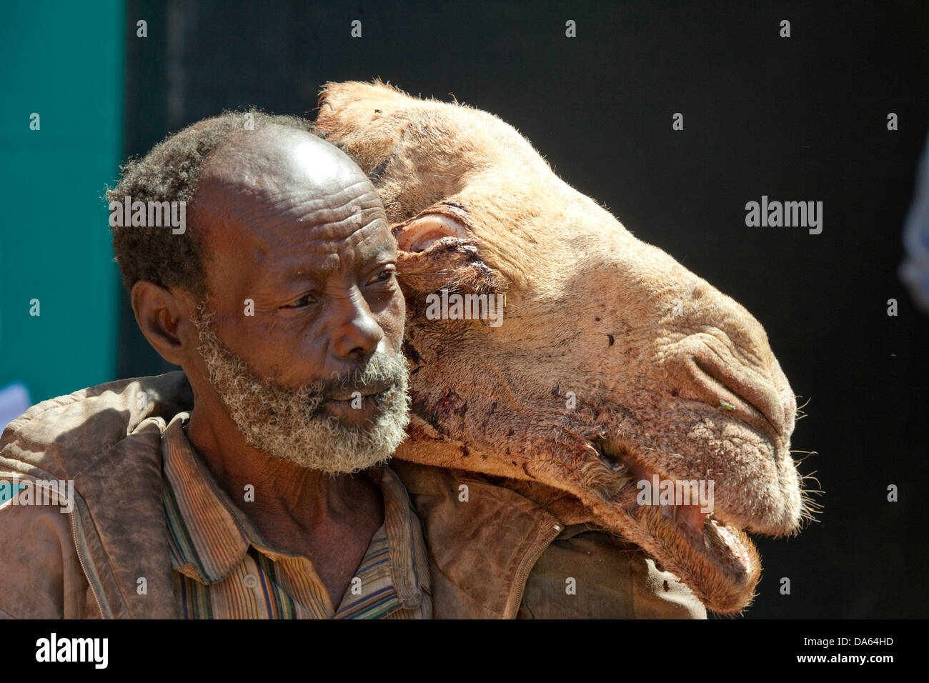 L'homme, tête de chameau, Harar, en Ethiopie, l'UNESCO, patrimoine culturel mondial, l'Afrique, camel, Banque D'Images