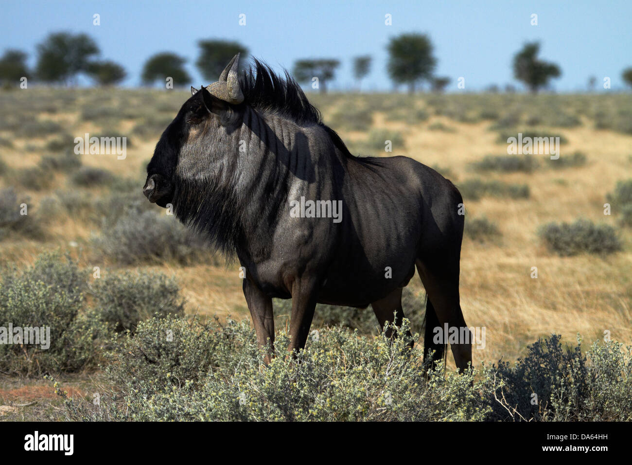 Le Gnou bleu (Connochaetes taurinus), Etosha National Park, Namibie, Afrique Banque D'Images