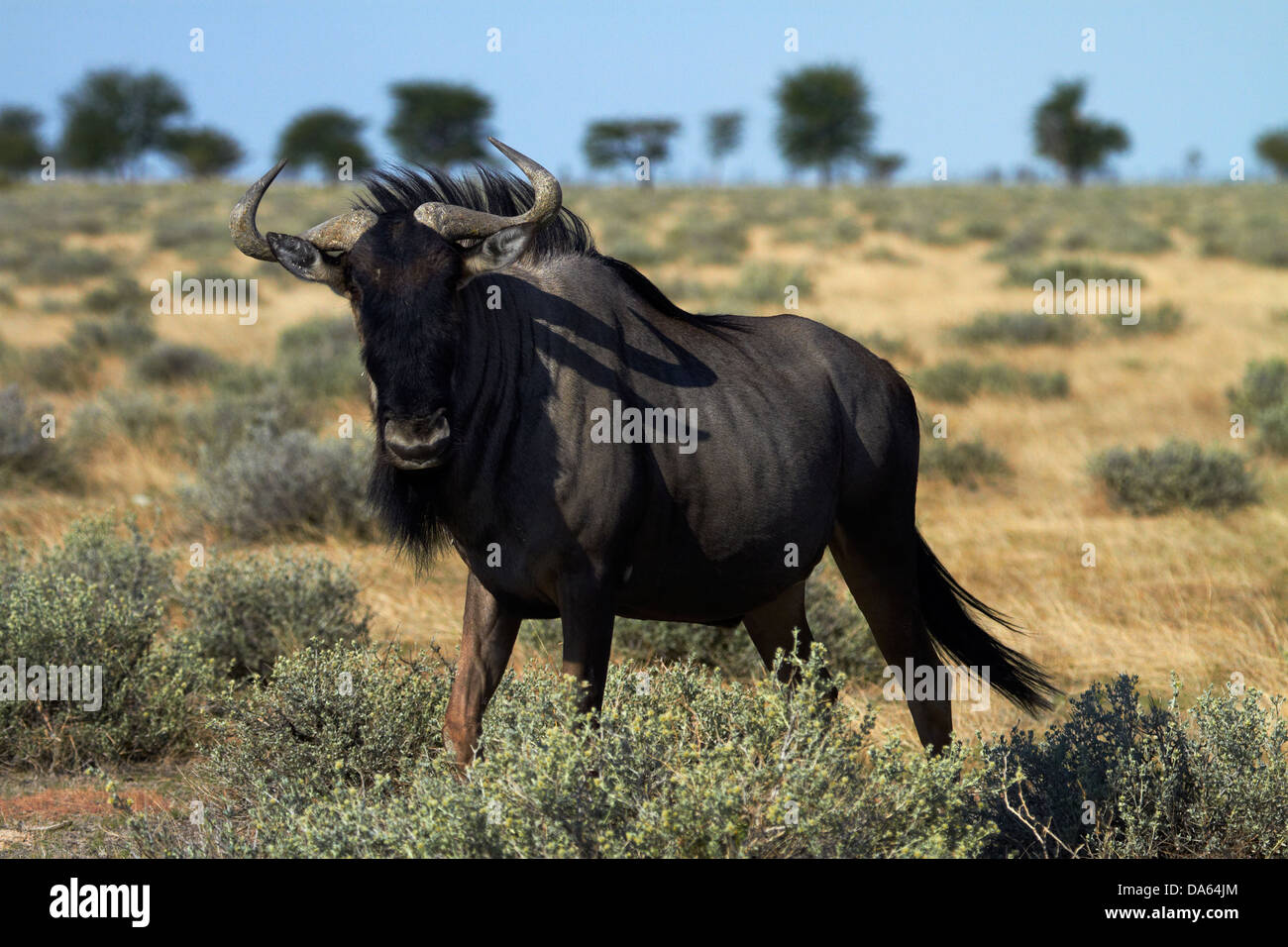 Le Gnou bleu (Connochaetes taurinus), Etosha National Park, Namibie, Afrique Banque D'Images