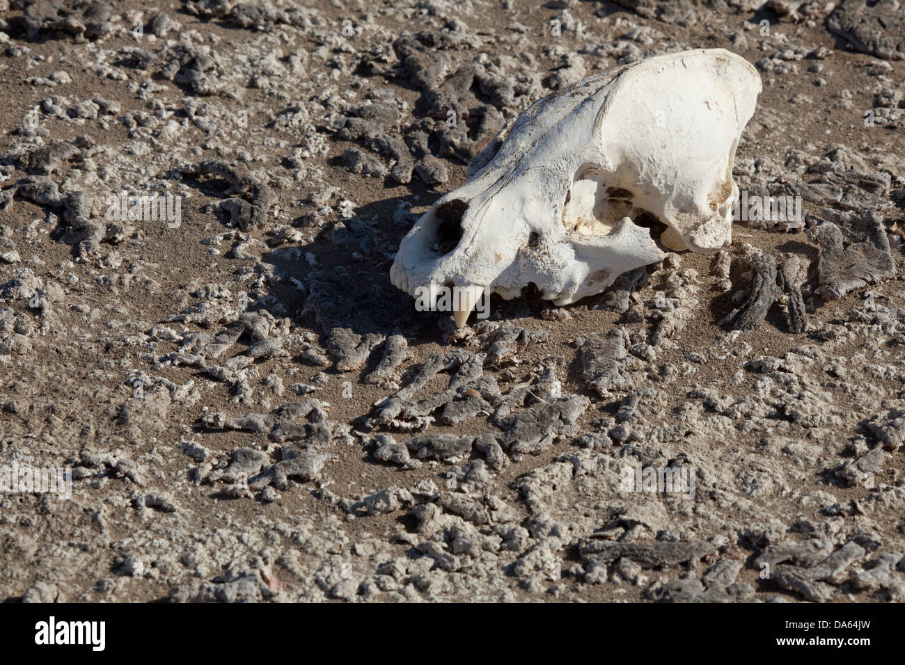 L'hyène, le crâne, les os, le désert de Danakil,, Afrique, Djibouti, Banque D'Images