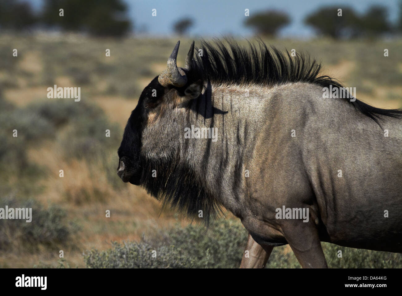 Le Gnou bleu (Connochaetes taurinus), Etosha National Park, Namibie, Afrique Banque D'Images