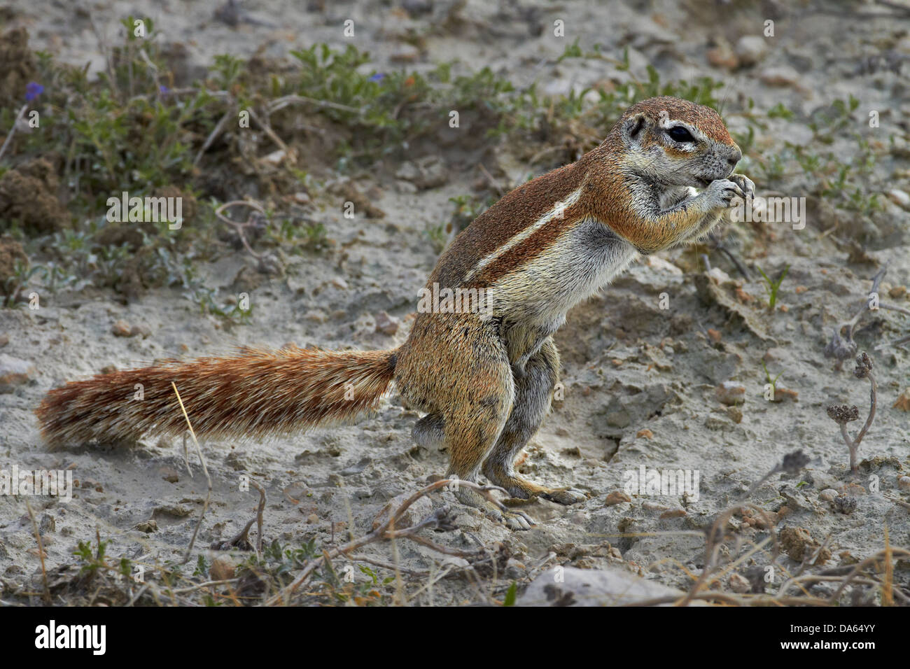 Spermophile cap ( Ha83 inauris ), Etosha National Park, Namibie, Afrique Banque D'Images