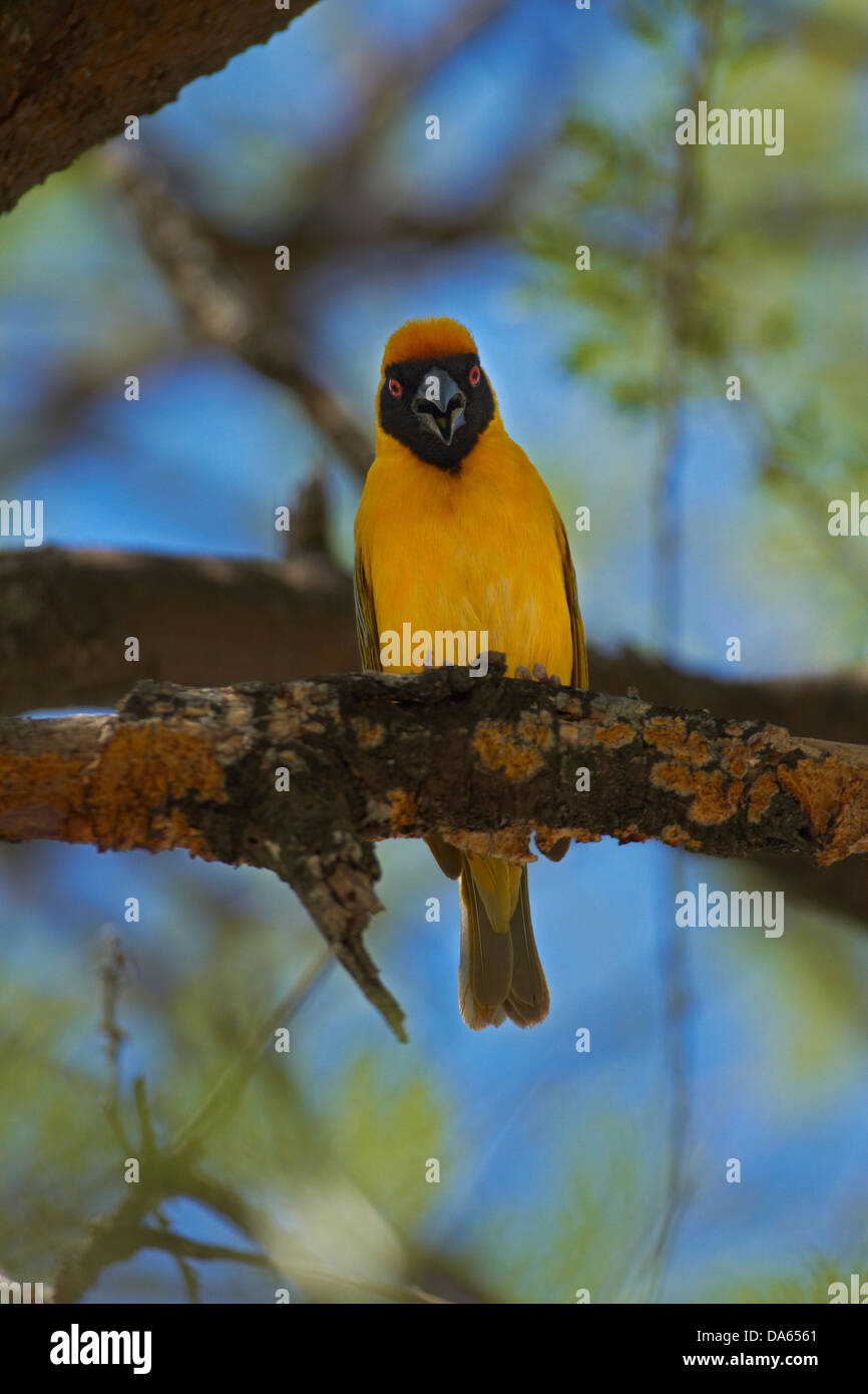 Le sud de Masked Weaver (Ploceus velatus), Etosha National Park, Namibie, Afrique Banque D'Images