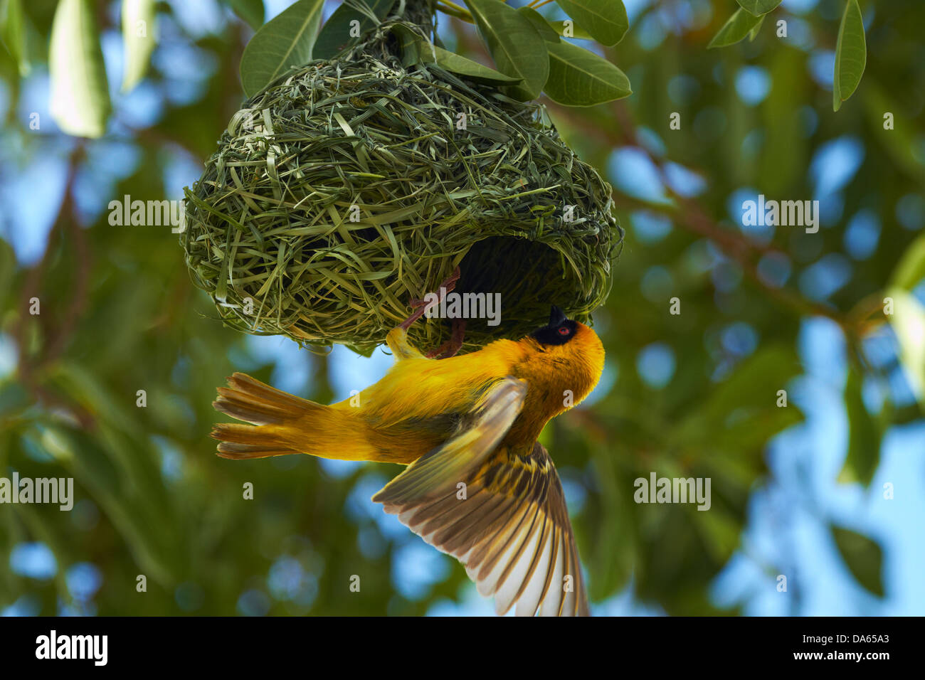 Le sud de Masked Weaver (Ploceus velatus), au nid, Etosha National Park, Namibie, Afrique Banque D'Images