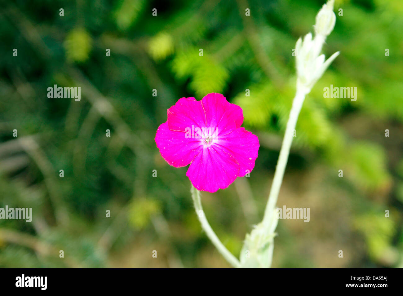 ROSE CAMPION, Lychnis coronaria, Banque D'Images