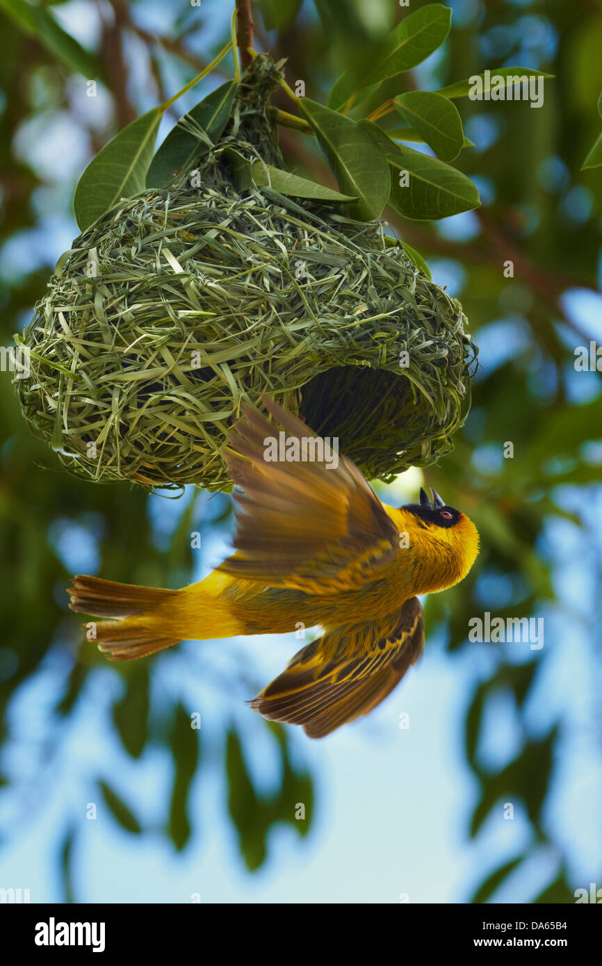 Le sud de Masked Weaver (Ploceus velatus), au nid, Etosha National Park, Namibie, Afrique Banque D'Images