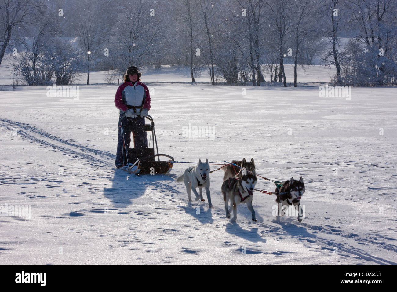 Traîneau à chiens, visite, Jura, hiver, canton, JU, Jura, sports d'hiver, animaux, animal, chien, chien polaire, chien de traîneau, la Suisse, l'Euro Banque D'Images