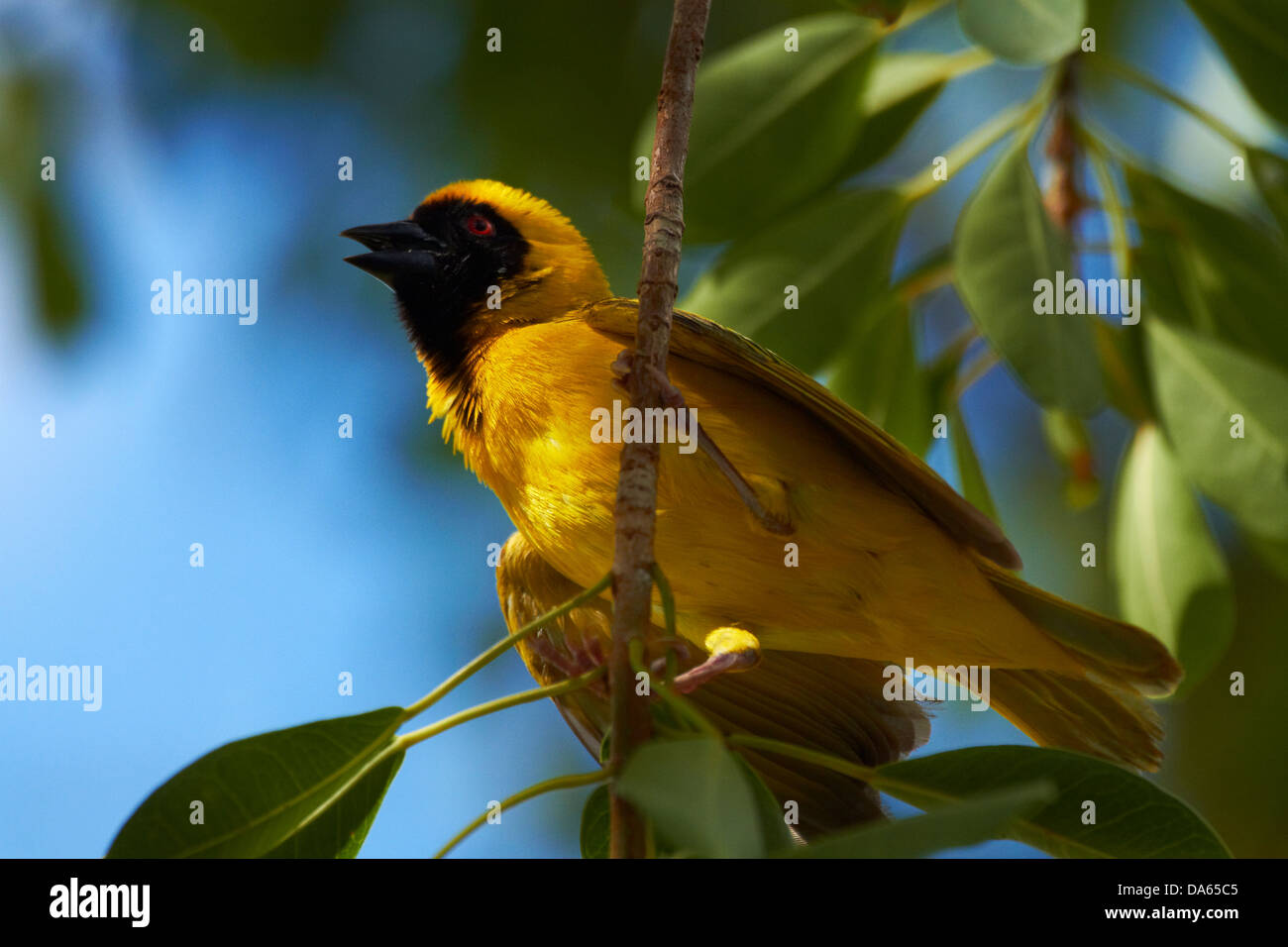 Le sud de Masked Weaver (Ploceus velatus), Etosha National Park, Namibie, Afrique Banque D'Images