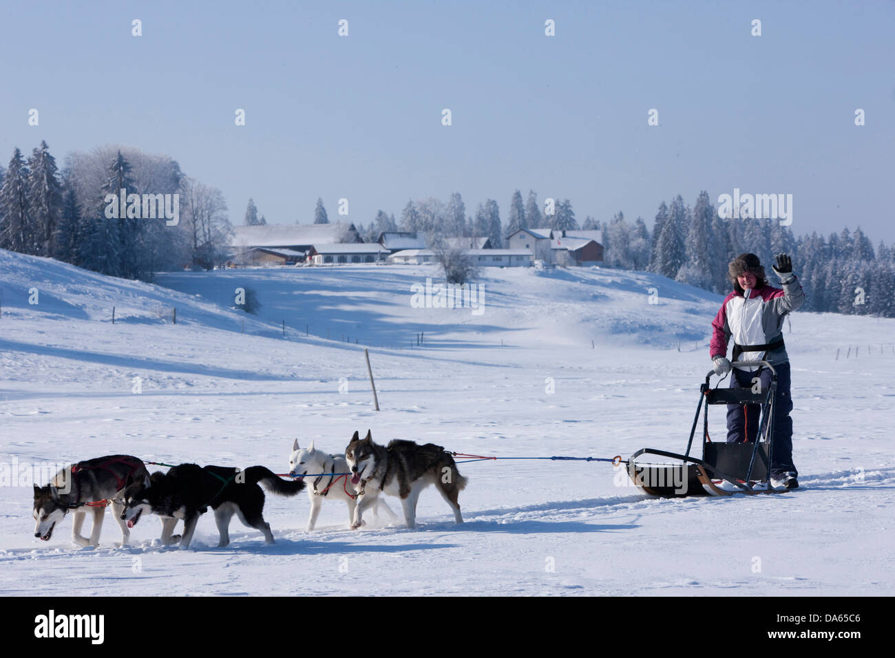 Traîneau à chiens, visite, Jura, hiver, canton, JU, Jura, sports d'hiver, animaux, animal, chien, chien polaire, chien de traîneau, la Suisse, l'Euro Banque D'Images