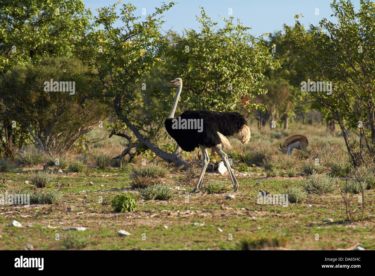 Autruche (Struthio camelus), Etosha National Park, Namibie, Afrique Banque D'Images