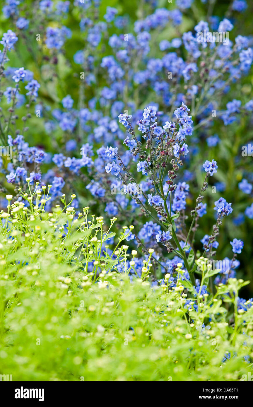 Blue forget-me-fleurs pas derrière quelque feuillage vert lime dans un jardin. Banque D'Images