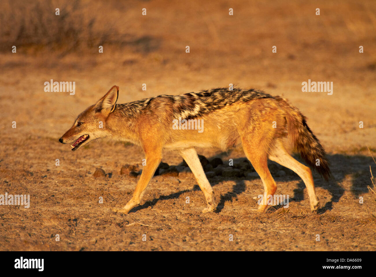 Le chacal à dos noir (Canis mesomelas), Etosha National Park, Namibie, Afrique Banque D'Images