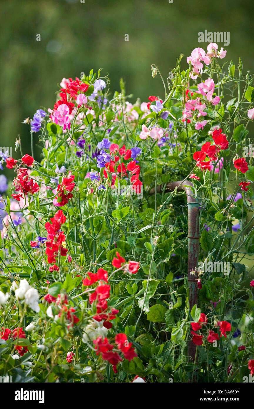 Pois de vignes avec des fleurs aux couleurs diverses d'une porte de jardin rustique. Banque D'Images