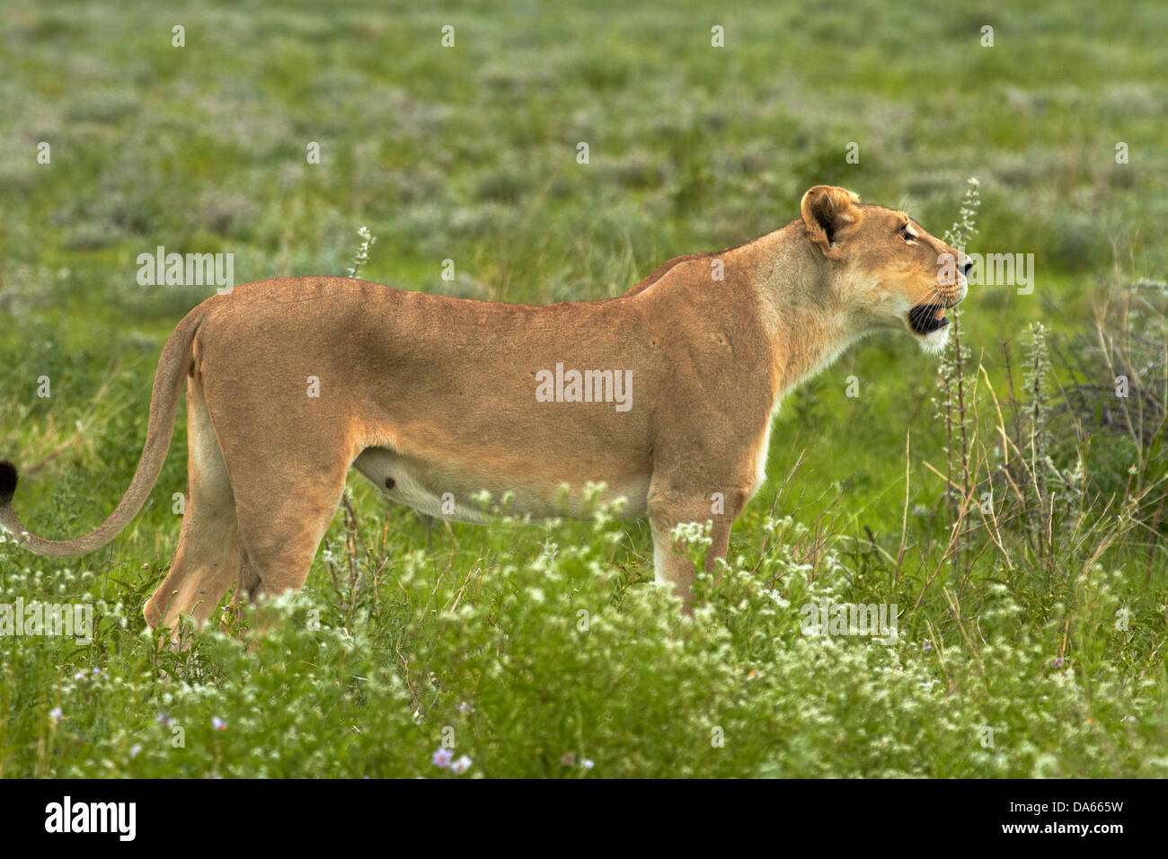 Lioness (Panthera leo), Etosha National Park, Namibie, Afrique Banque D'Images