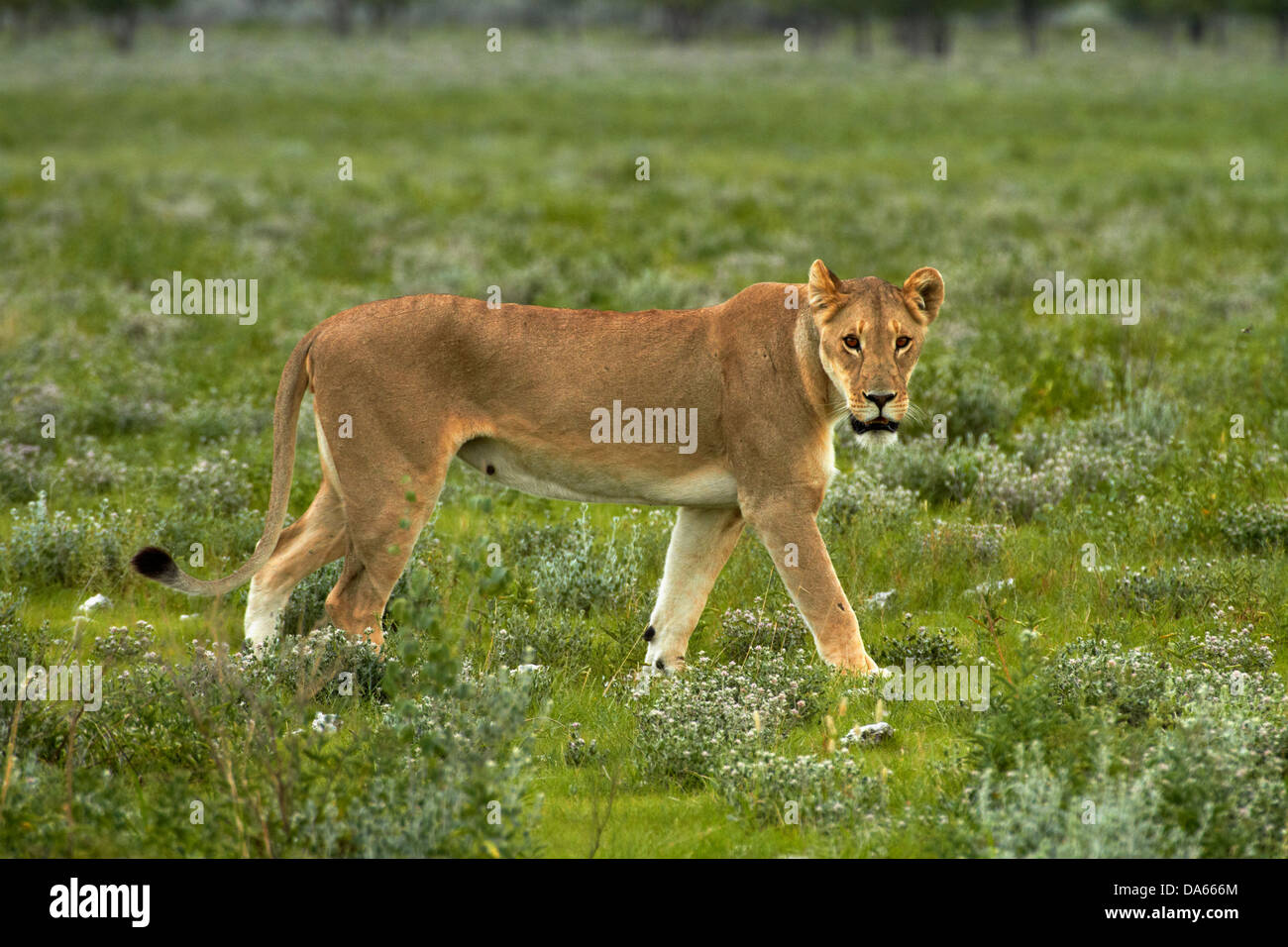 Lioness (Panthera leo), Etosha National Park, Namibie, Afrique Banque D'Images