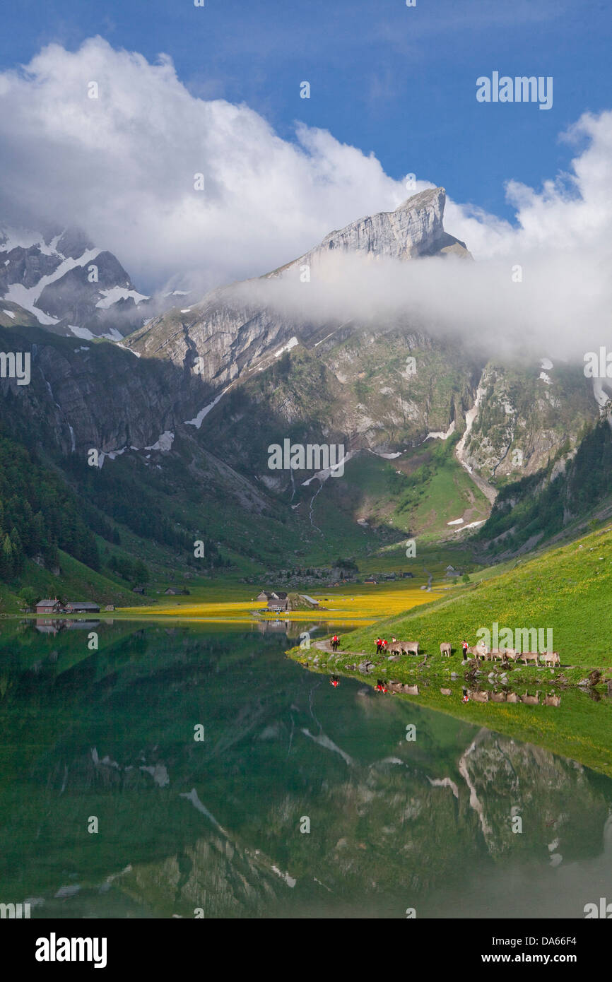 Transport de bétail, Seealp, Seealpsee, montagne, Montagnes, Lac de montagne, lac, printemps, cantons, Appenzell, Appenzell Innerroden, salon Banque D'Images