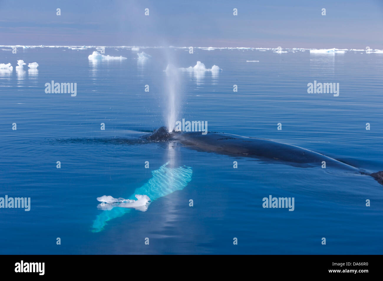 l-observation-des-baleines-observation-des-baleines-rorqual-bosse