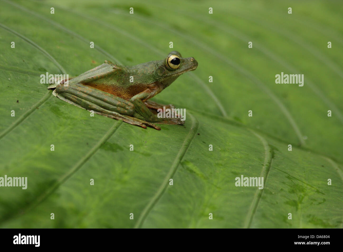 Animal, grenouille, amphibien, side view, rainforest, Danum Valley, Danum, Sabah, Bornéo, Malaisie, Asie du Sud Est Banque D'Images