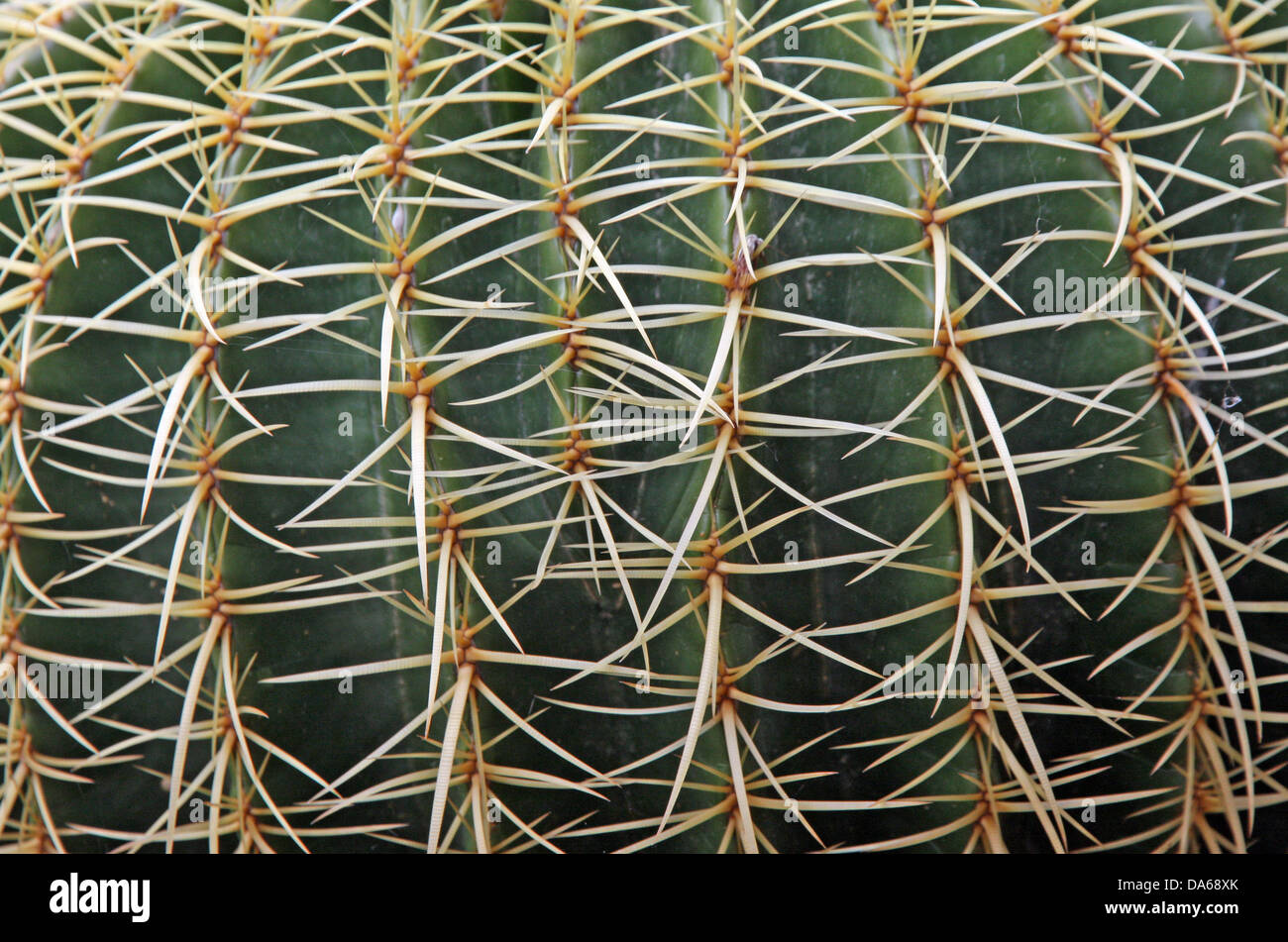 Épines de porc-épic et cactus épineux d'une plante succulente très dangereux Banque D'Images