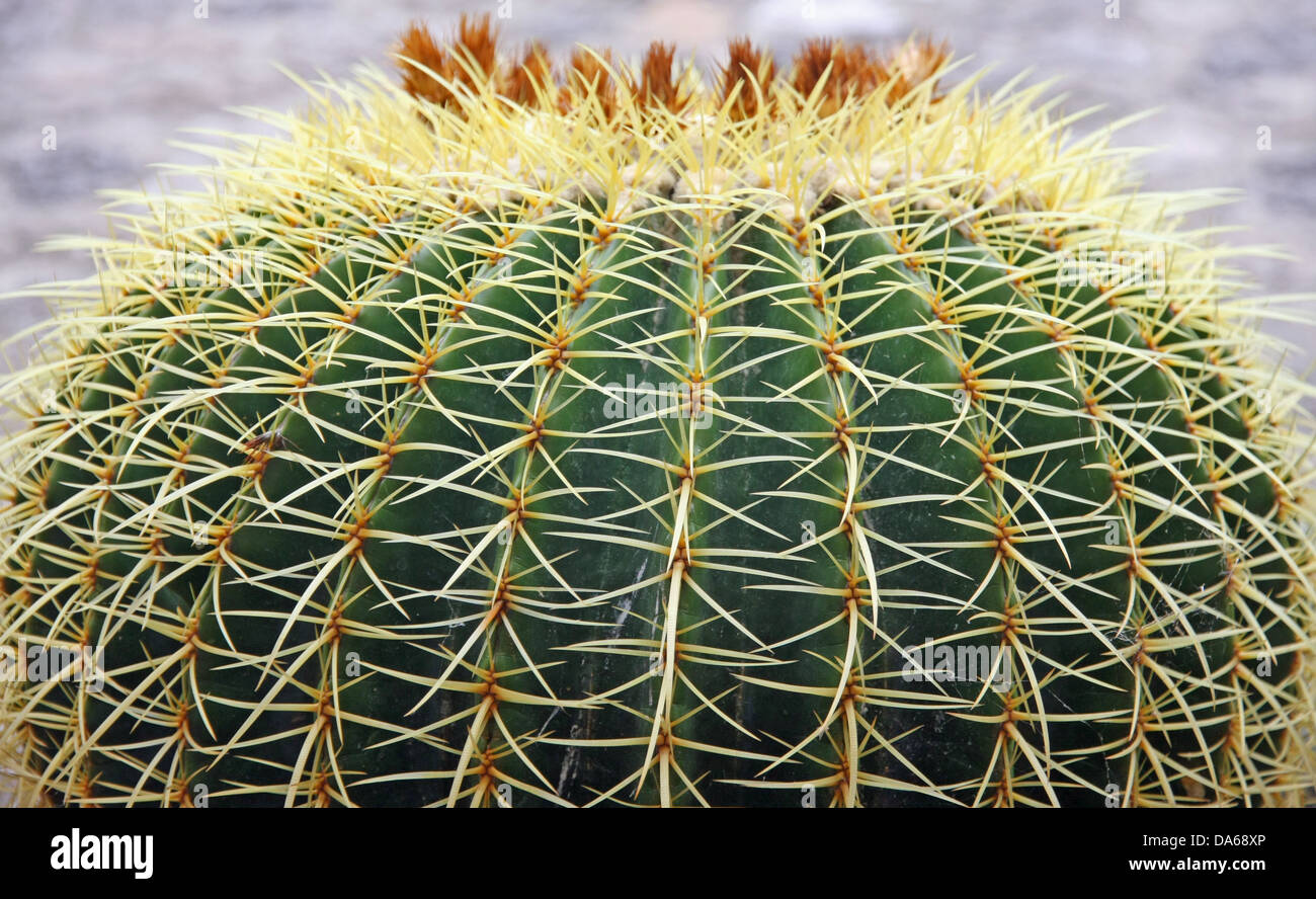 Épines de porc-épic et cactus épineux d'une plante succulente très dangereux Banque D'Images